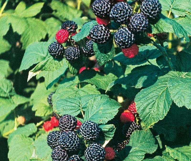 Bristol Black Raspberry