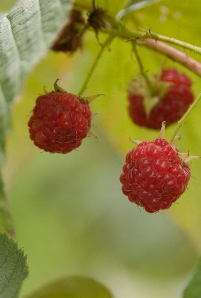 Caroline Raspberry - Pahl's Market - Apple Valley, MN