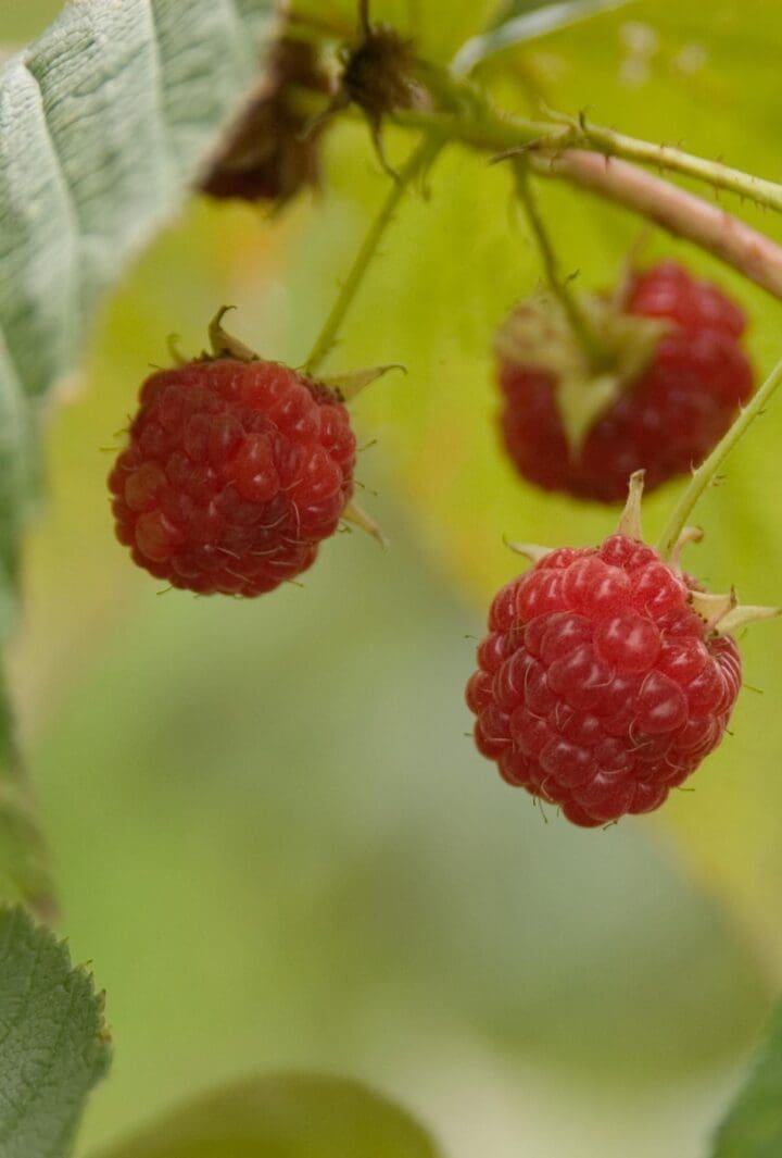 Caroline Raspberry