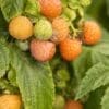 Fall Gold Raspberry