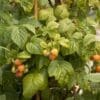 Fall Gold Raspberry - Image 3
