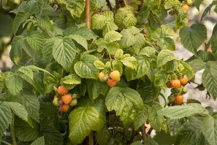 Fall Gold Raspberry - Image 3