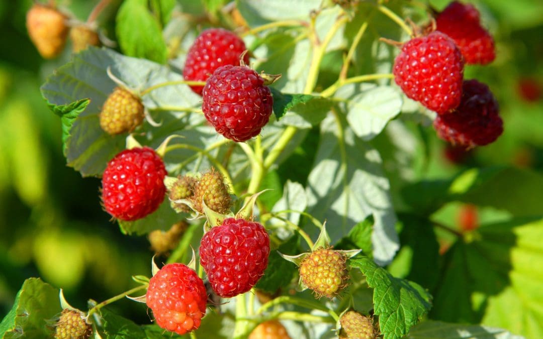 Heritage Raspberry