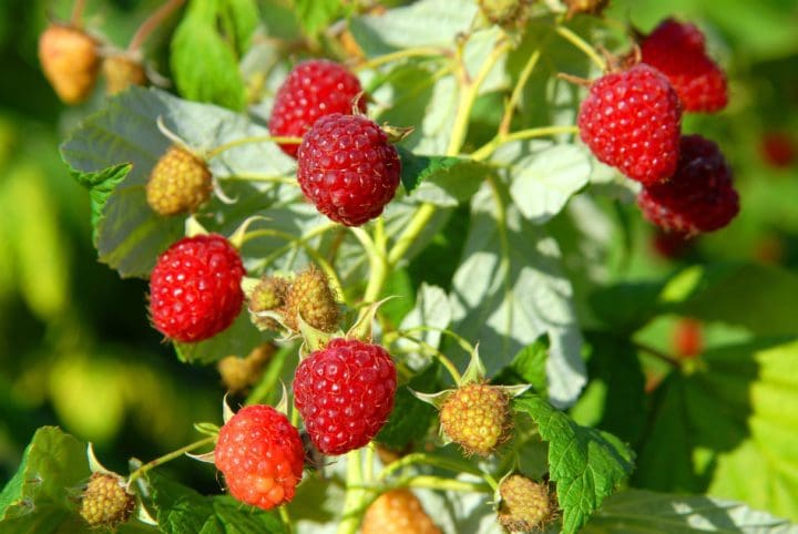 Heritage Raspberry