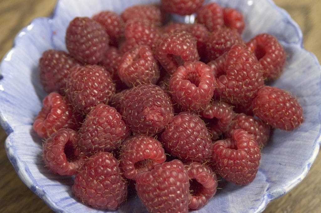 Heritage Raspberry - Pahl's Market - Apple Valley, MN