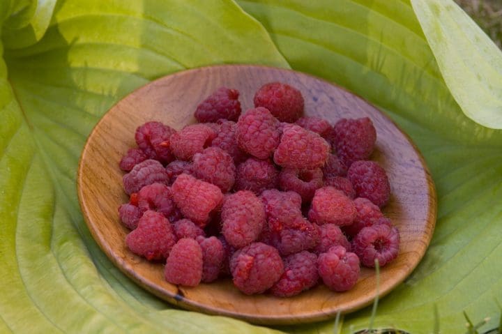 Heritage Raspberry - Image 3