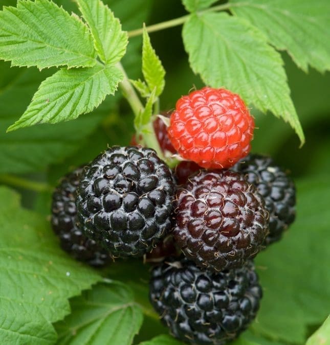 Jewel Black Raspberry