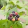 Jewel Black Raspberry - Image 2
