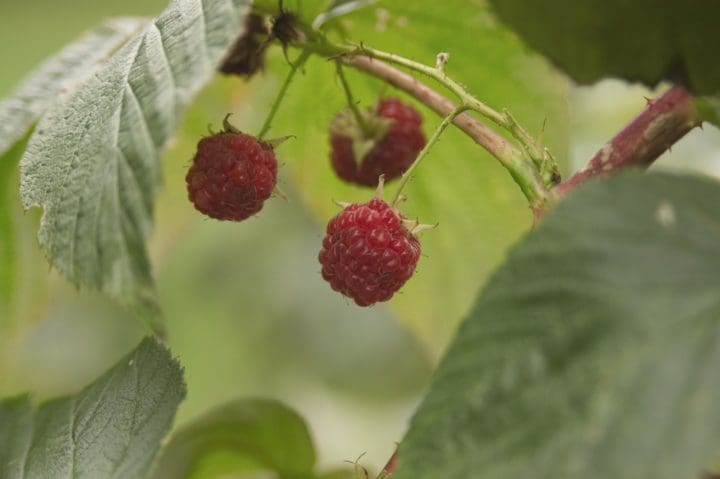 Souris Raspberry - Image 2