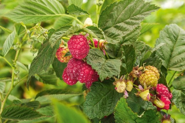 Willamette Raspberry