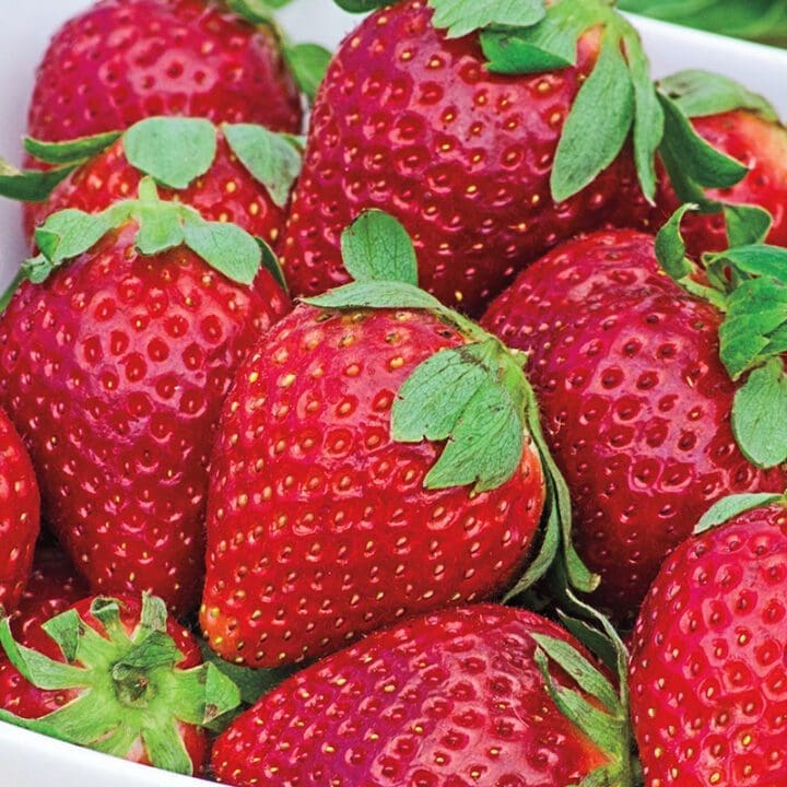 Ft. Laramie Strawberry