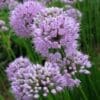 Summer Beauty Ornamental Onion
