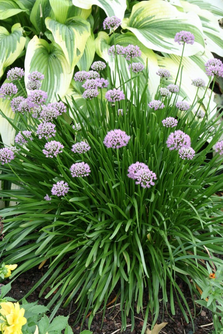 Summer Beauty Ornamental Onion - Image 2