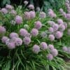 Summer Beauty Ornamental Onion - Image 3