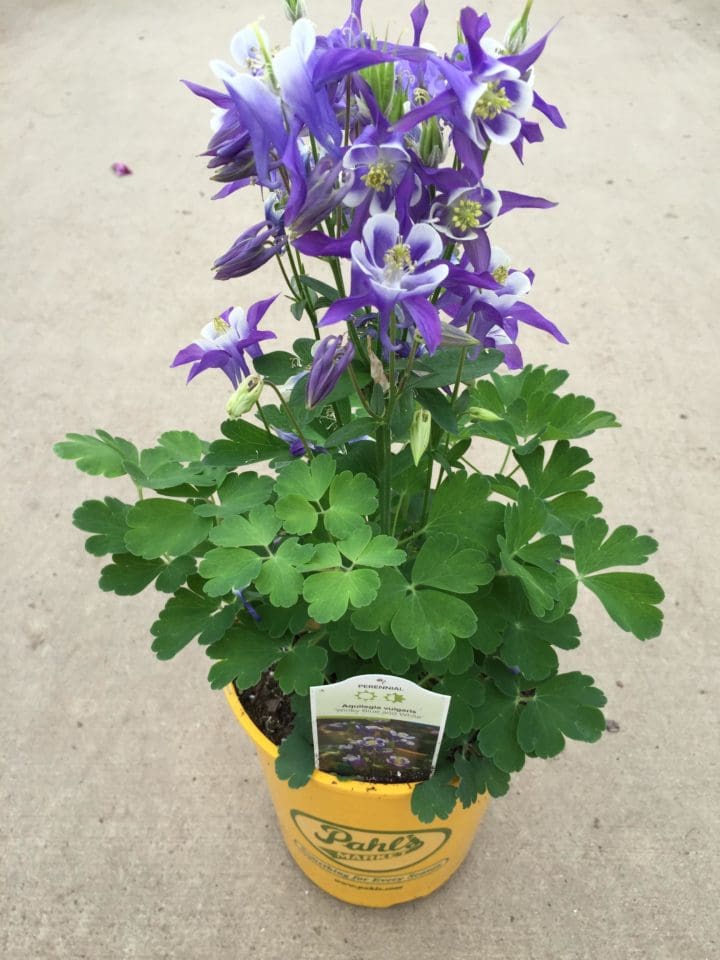 Kirigami Deep Blue & White Columbine - Image 3