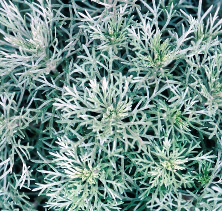Silver Mound Artemisia