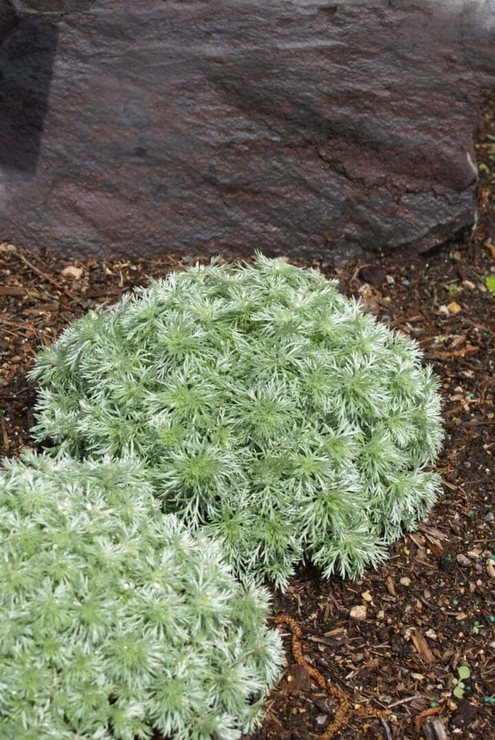 Silver Mound Artemisia - Image 3