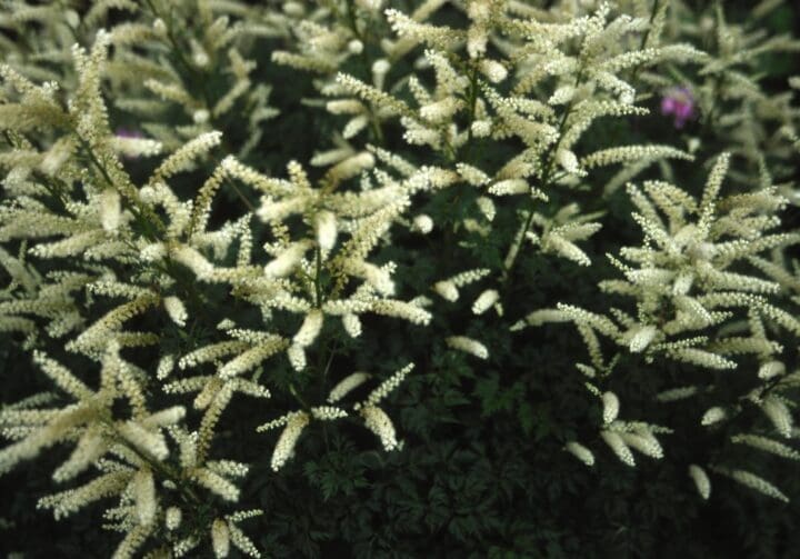 Dwarf Goatsbeard