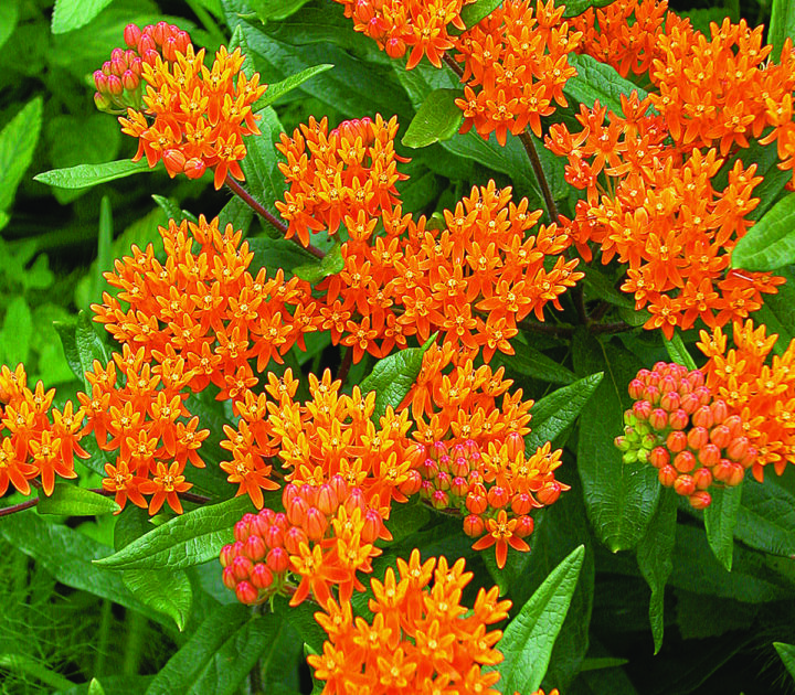 Butterfly Weed