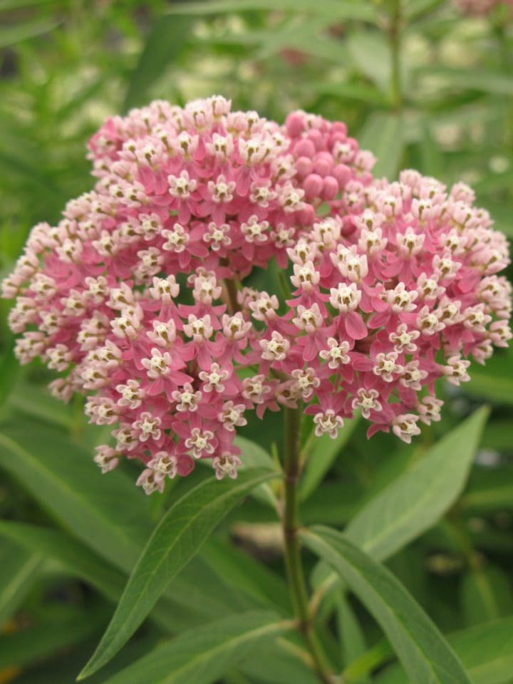 Cinderella Milkweed