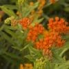 Gay Butterflies Milkweed