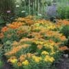 Gay Butterflies Milkweed - Image 2
