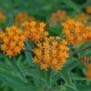 Gay Butterflies Milkweed - Image 3