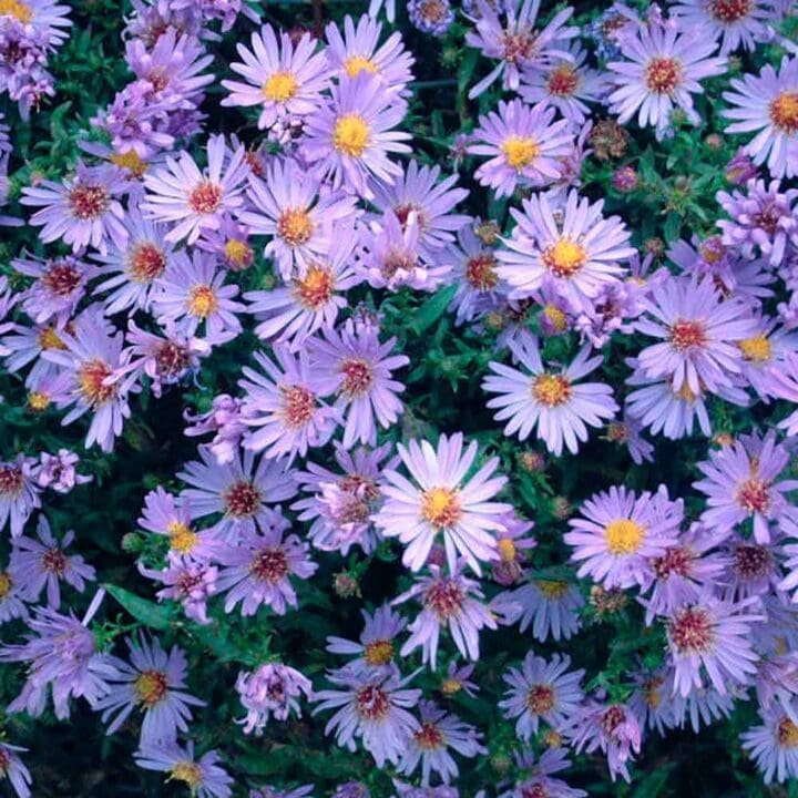 Wood's Light Blue Hardy Aster - Image 2