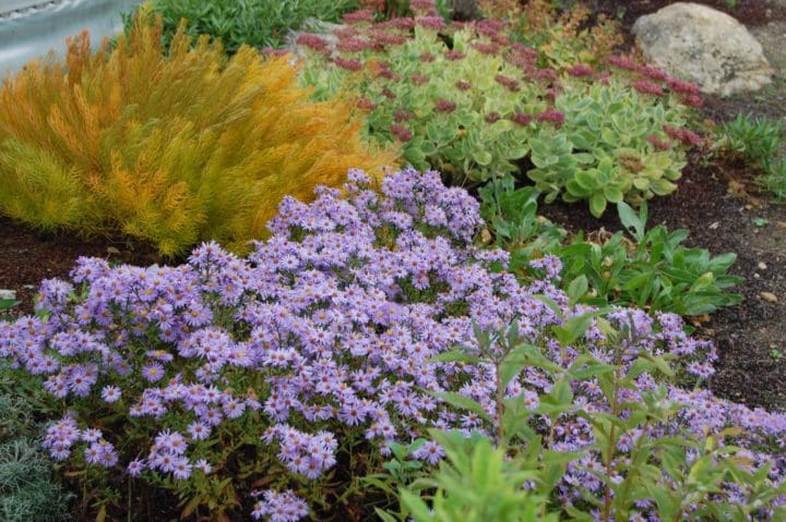 Wood's Light Blue Hardy Aster - Image 3