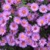 Wood's Purple Hardy Aster