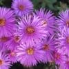Wood's Purple Hardy Aster - Image 3