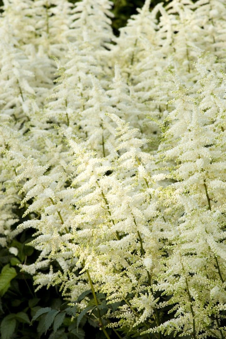 Bridal Veil Astilbe