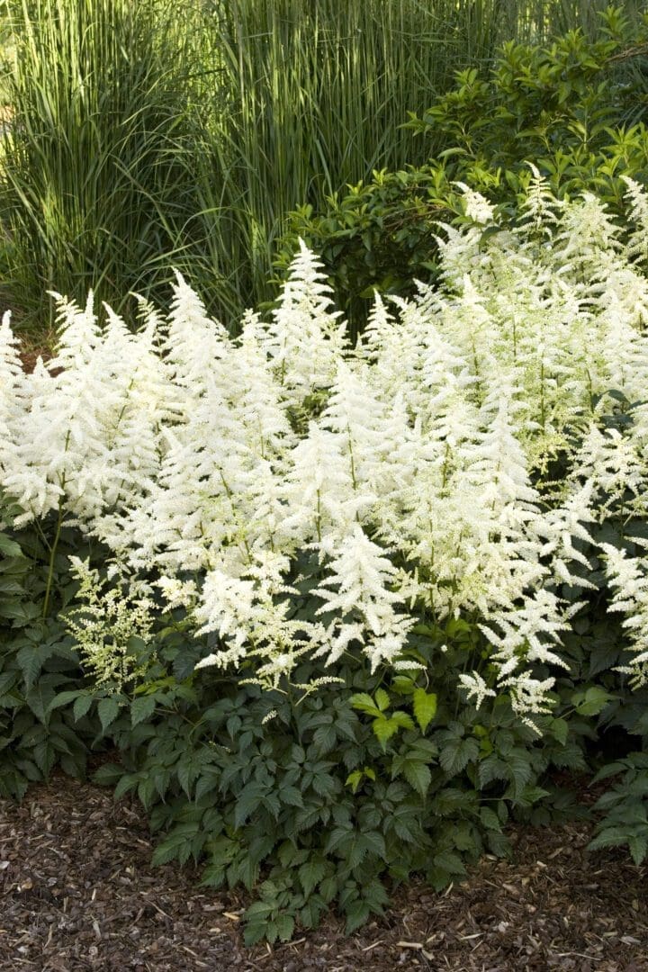 Bridal Veil Astilbe - Image 2