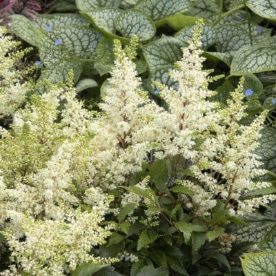 Happy Day Astilbe Pahl S Market Apple Valley Mn Happy Day Astilbe Pahl S Market Apple Valley Mn