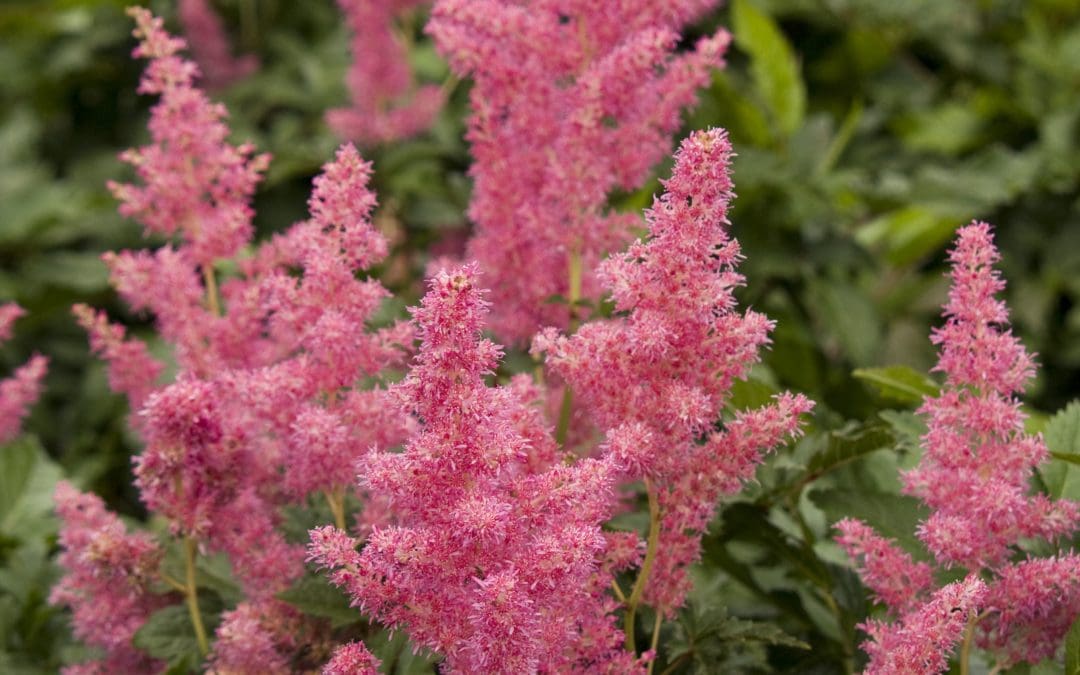 Rheinland Astilbe