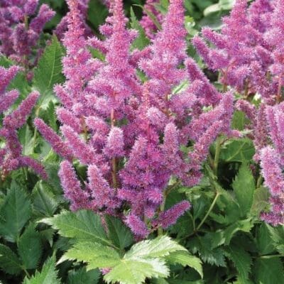 Visions Astilbe