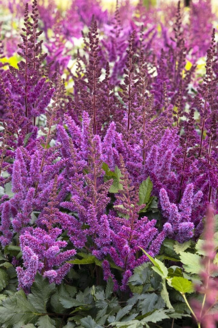 Visions in Red Astilbe