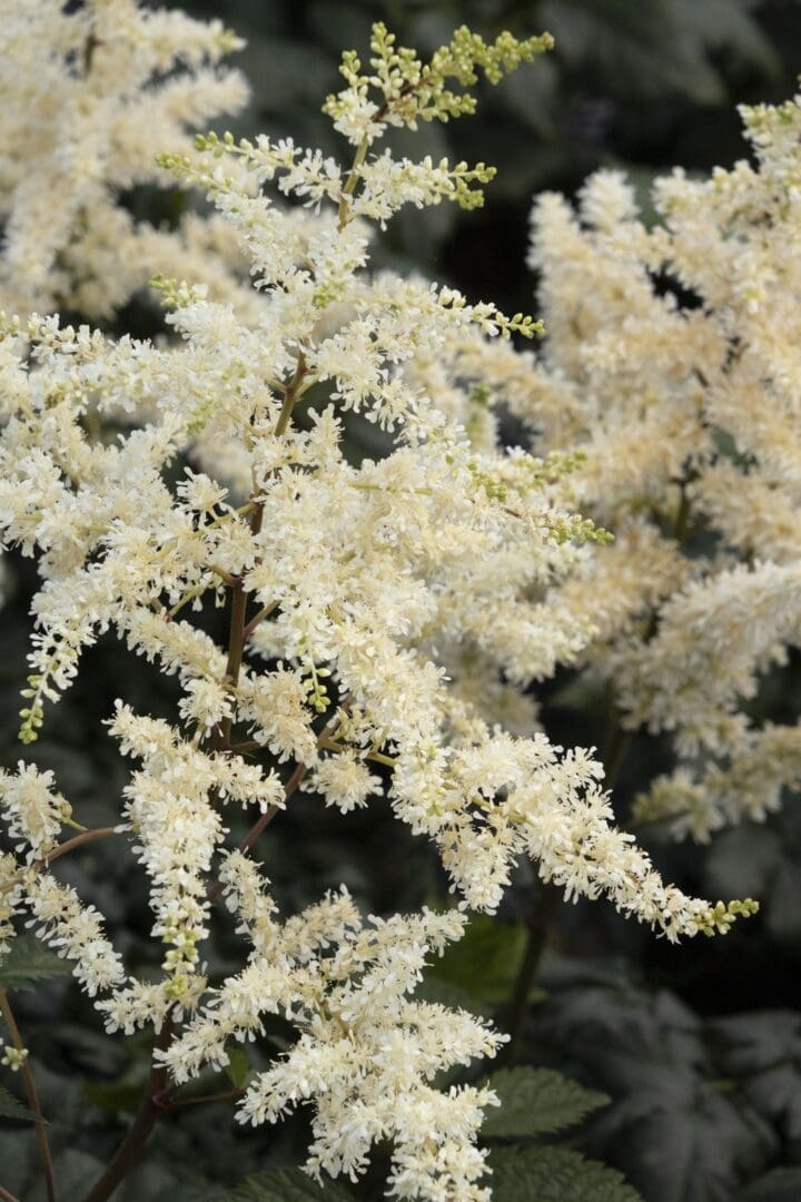 Visions in White Astilbe