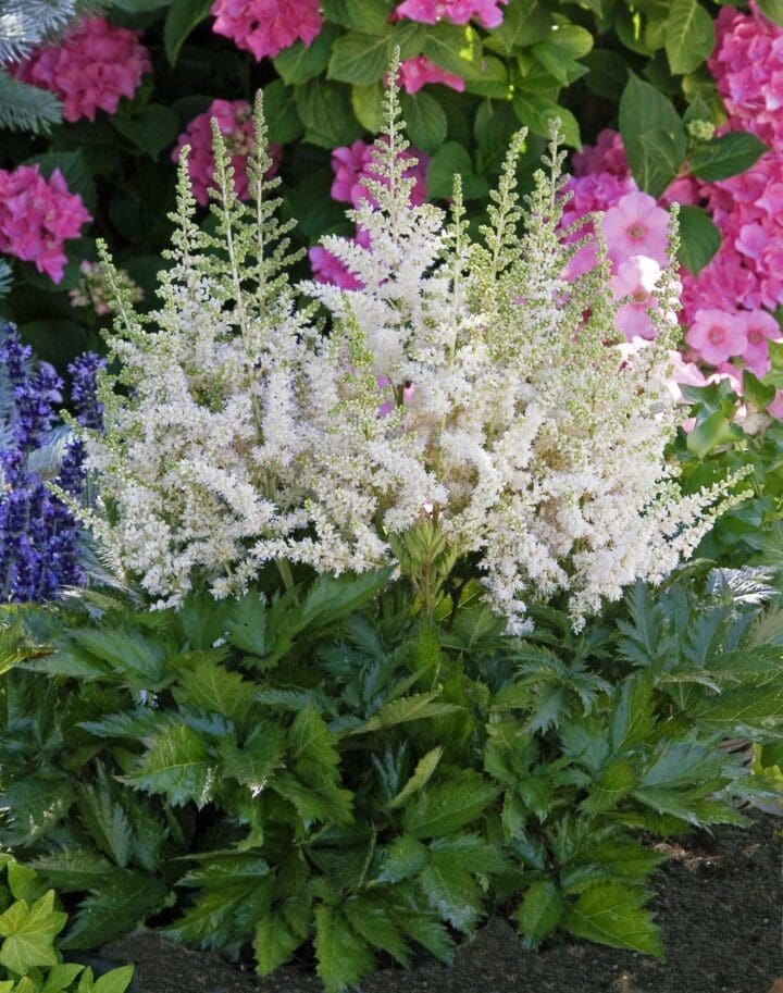 Visions in White Astilbe - Image 2