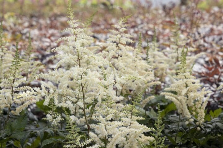 Visions in White Astilbe - Image 3