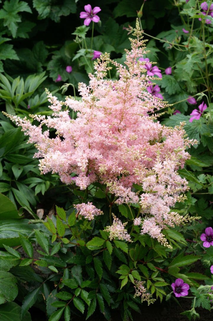 Younique Silvery Pink Astilbe