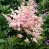 Younique Silvery Pink Astilbe