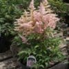 Younique Silvery Pink Astilbe - Image 2