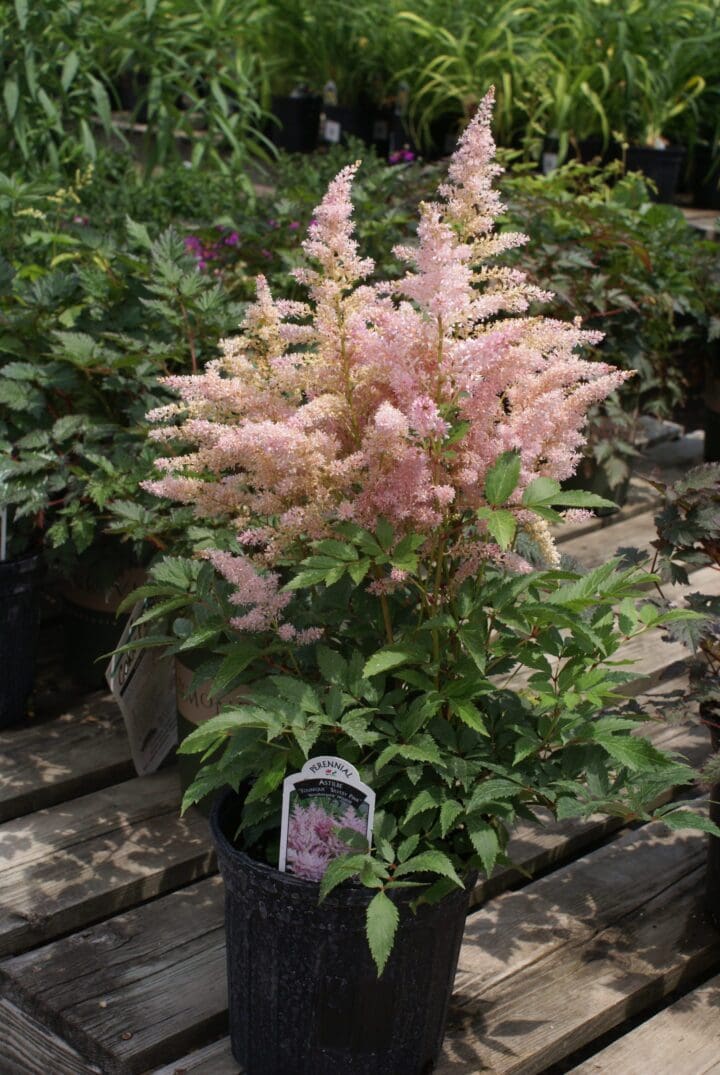 Younique Silvery Pink Astilbe - Image 2