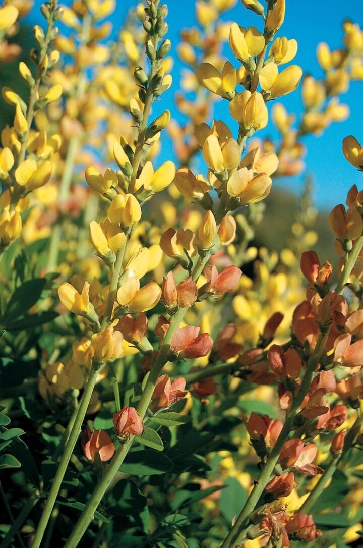 Solar Flare Prairieblues False Indigo - Image 3