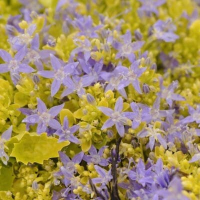 Dickson's Gold Bellflower