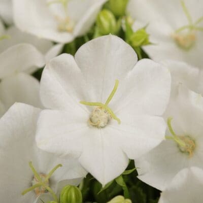 Rapido White Bellflower