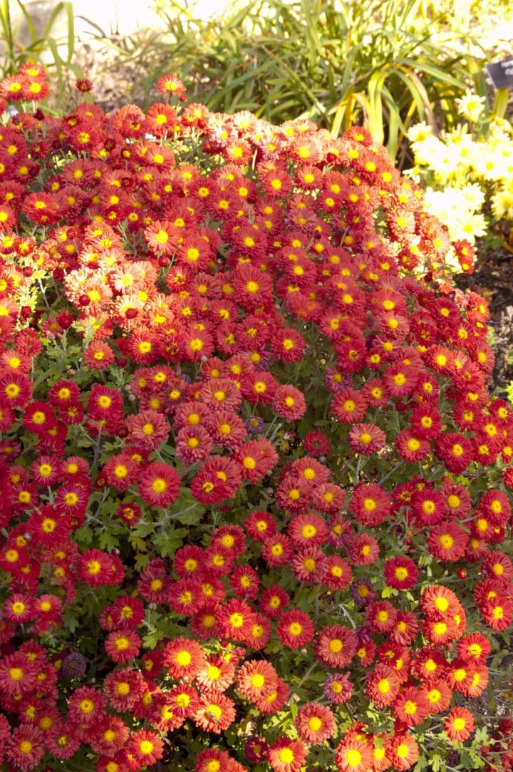 Mammoth Dark Bronze Daisy Garden Mum