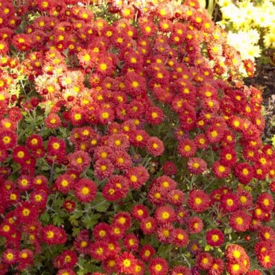 Mammoth Dark Bronze Daisy Garden Mum