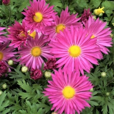 Mammoth Lavender Daisy Garden Mum